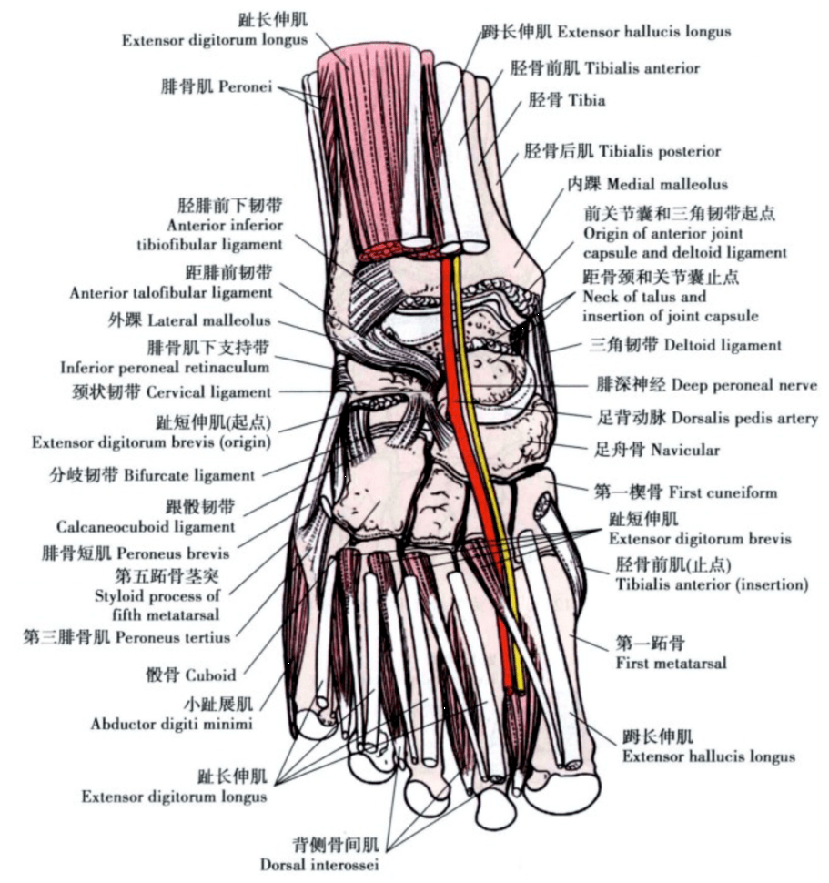 脚踝软组织结构图图片