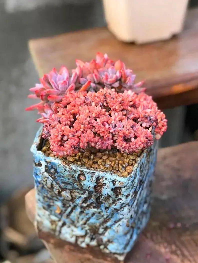 夏型种多肉清单来了它们夏季不休眠千万别断水