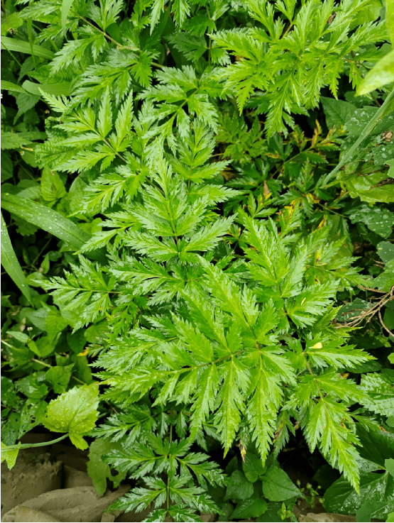 於活血行氣,祛風止痛,川芎辛溫香燥,走而不守,既能行散,上行可達巔頂