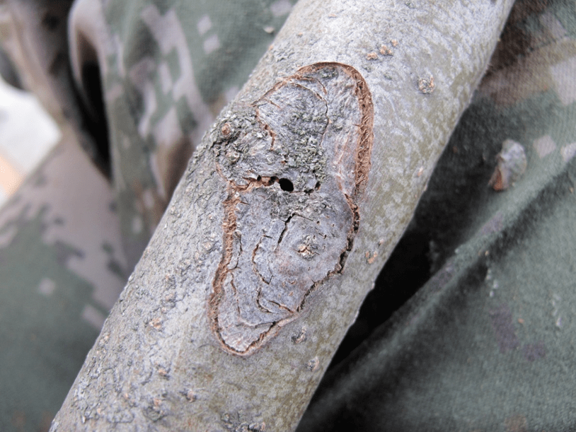 而苹果小吉丁虫在新疆出现的最早时间可以追溯到1995