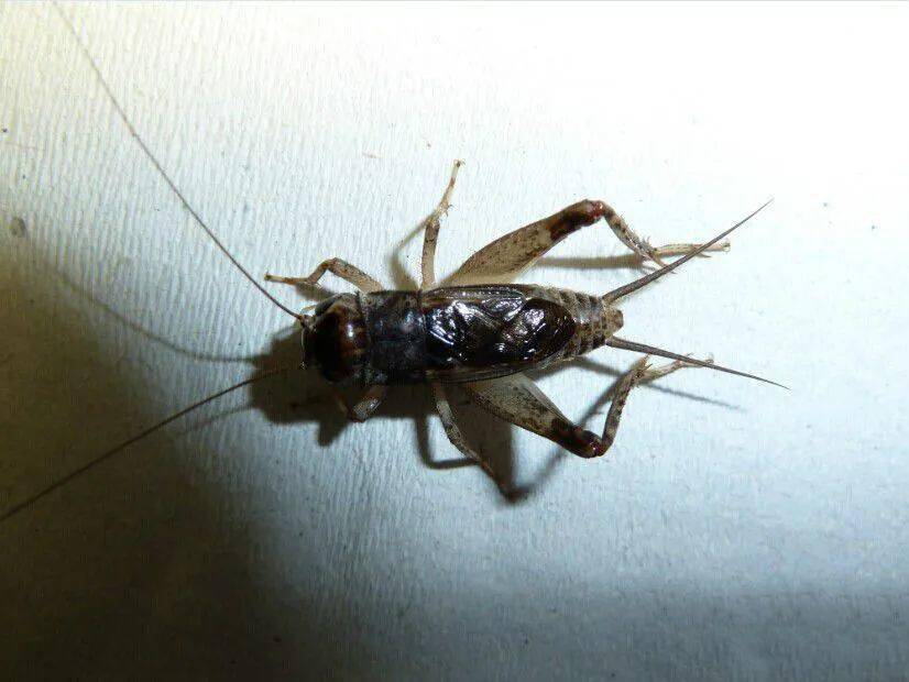 2012正宗杭州名虫黄头白青