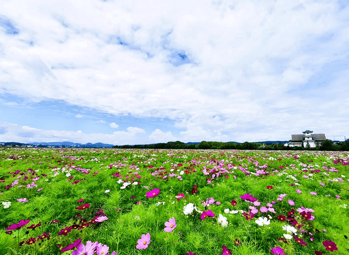 千倾池畔 ,格桑花开,邀你结伴而来!