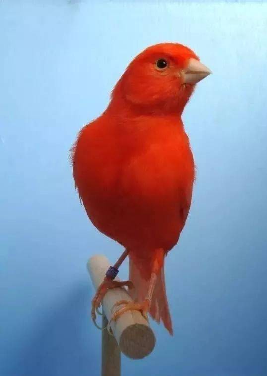 日本辣椒红芙蓉鸟图片