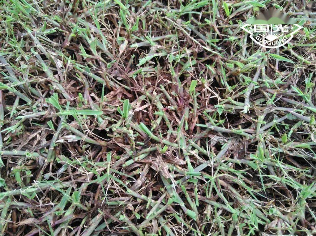 技术草坪斜纹夜蛾来袭你准备好了吗