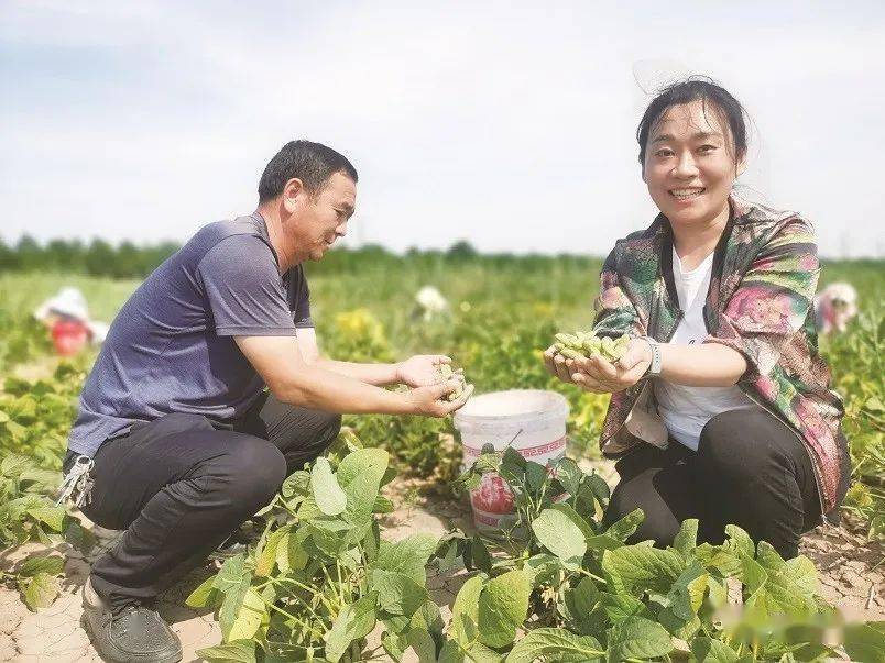 扶贫毛豆迎丰收_蔡红艳