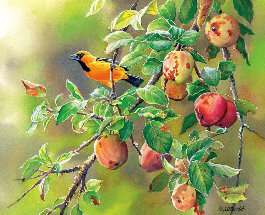 超写实水彩画家苏珊波德特惊人的四季花鸟画