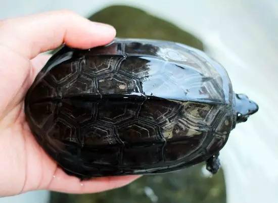 碳墨墨龟分三类:碳墨,银线墨和半墨最后谈一下墨龟(成年公草龟).