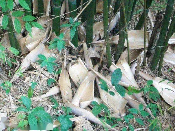 温州非遗竹壳雕技艺点竹成金壳画万象