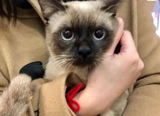 13岁猫咪5年间每天准时乘坐公交车,居民说它在寻找主人_卡斯帕