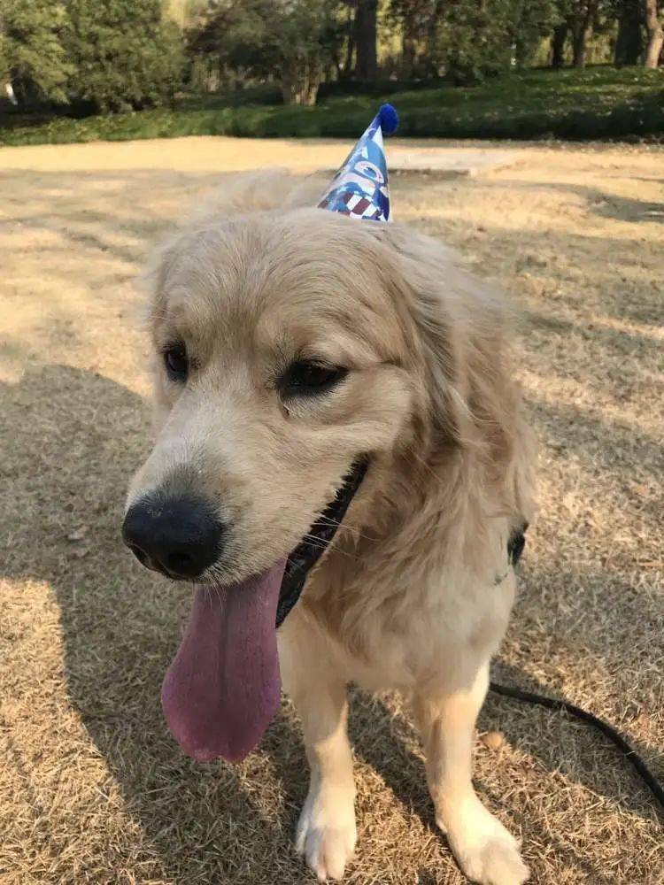 金宸养了一只宠物狗叫元宝,元宝是金宸的宝贝,自从有了元宝,给元宝