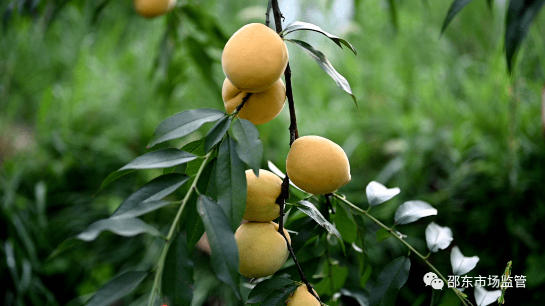 邵东市佘田桥镇同庆村的上沙江黄桃熟了