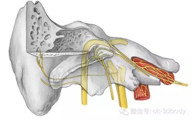 影像解剖內耳的解剖結構高清收藏