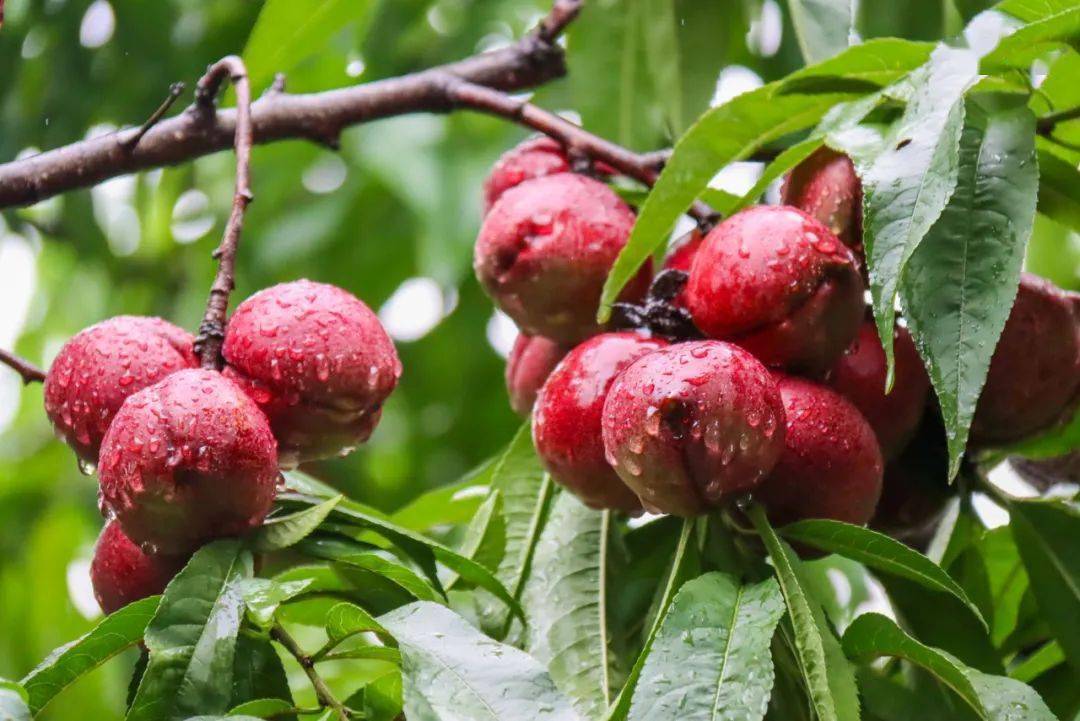 梨子,紫桃,火龙果,葡萄……如皋这些地方的水果都熟