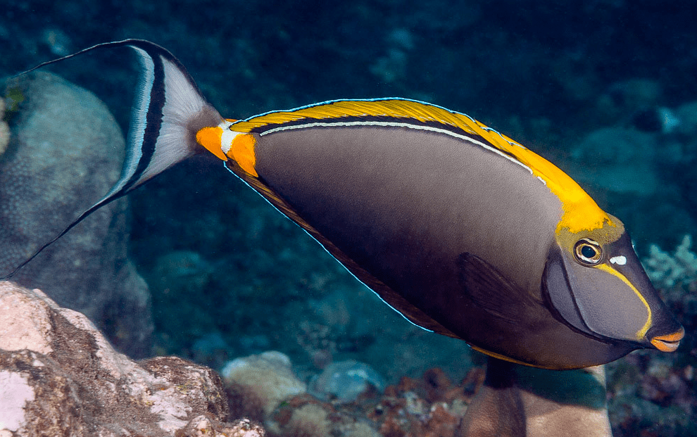 物種圖冊美麗鼻魚