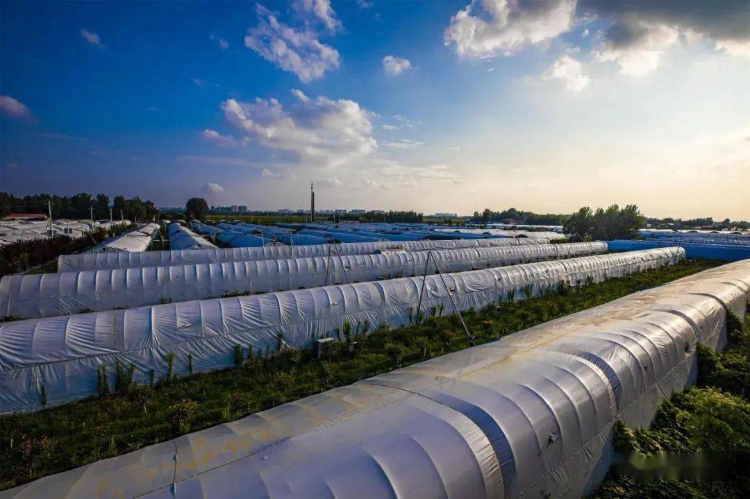 蘑菇大棚蘑菇生产基地基地欢迎您蘑菇种植户鸡枞茹鸡枞茹加工"蘑菇