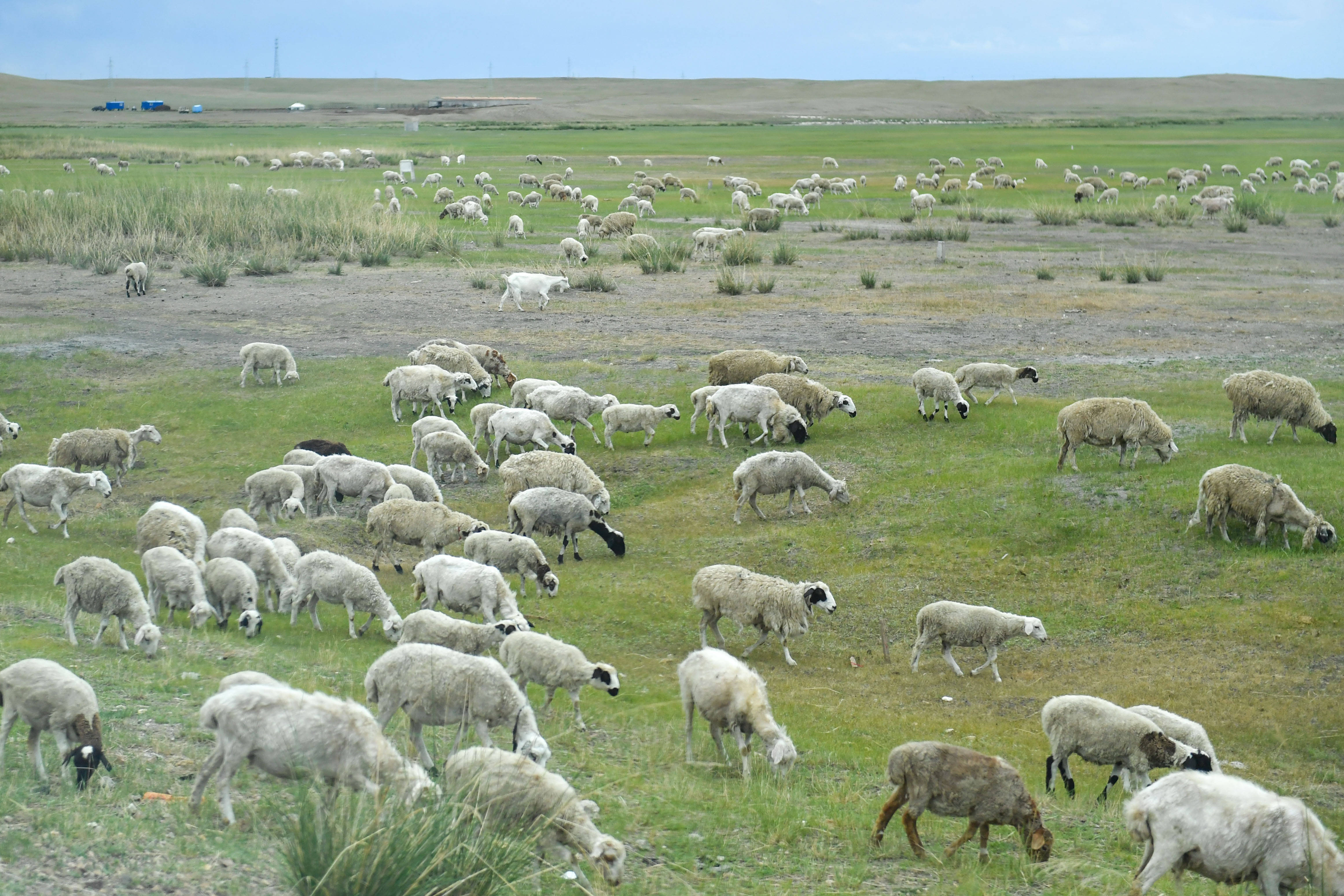 内蒙古大草原放羊图片