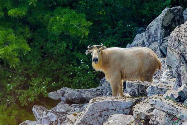 秦嶺生態保護丨秦嶺野生動物保護羚牛