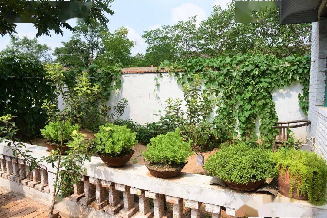 绿油油一片一侧是一个不大的小菜园院子干净舒适,铺着平整的红砖跟着