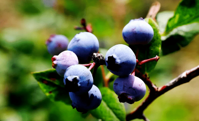 里口山葡萄蓝莓熟啦小伙伴们约起来
