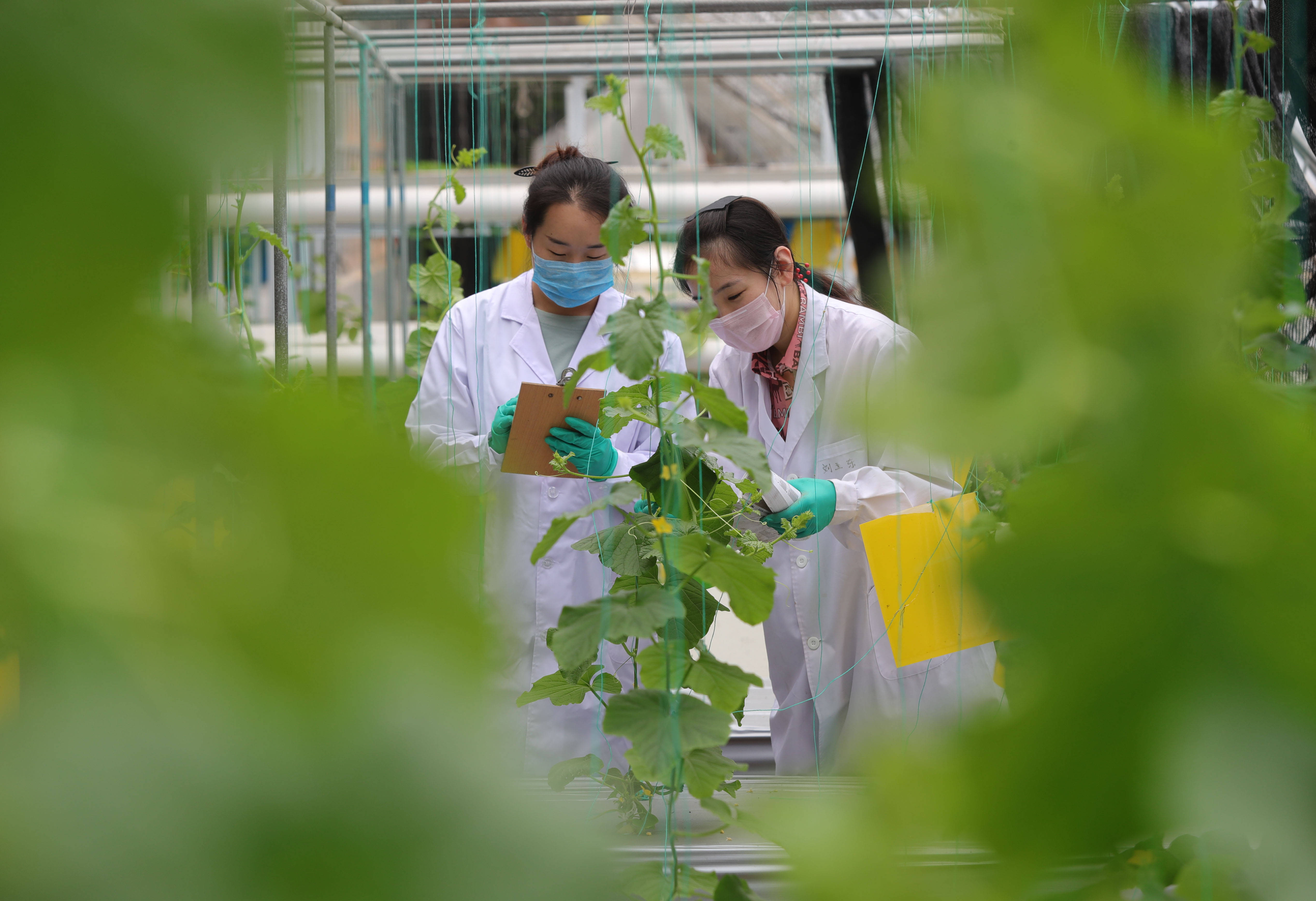 沈阳农大:研究生的暑期生活_农业