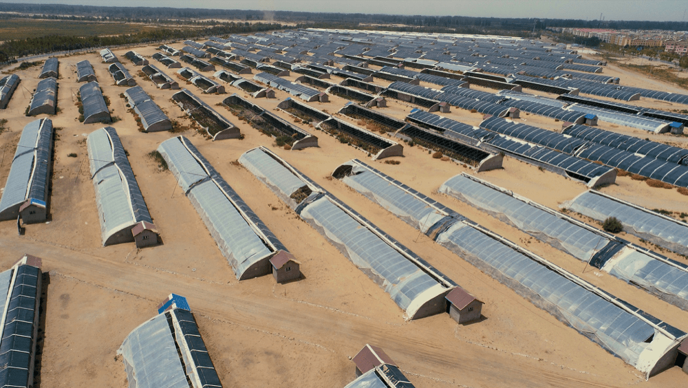 (皮山农场大棚蔬菜基地)"西瓜制种示范基地","农场新城区养殖基地","