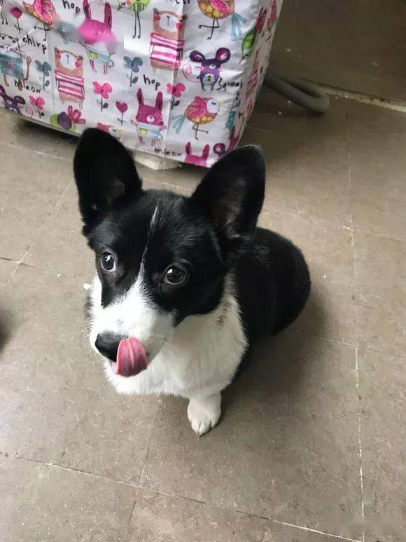 黑白柯基绝对稀有品种99的人都没见过