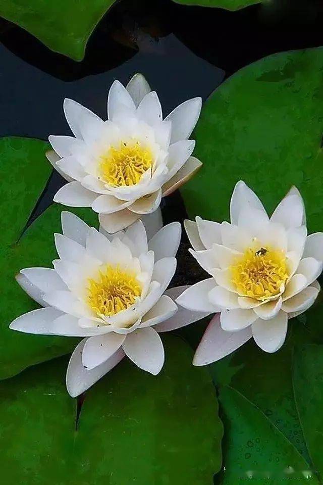 静若幽兰寂如莲花