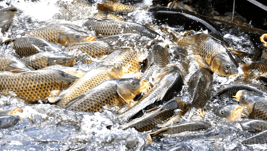 挑选 不断地试用淘汰  最终选用来自 重庆万州双韵农业的"双韵"富硒鱼