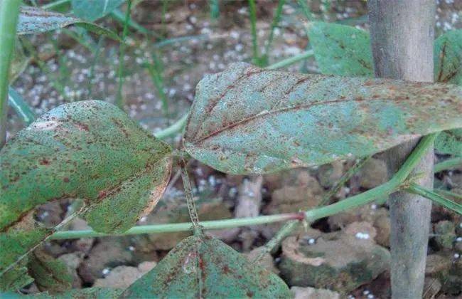 技術豇豆繁花落盡滿地傷保花保果知多少