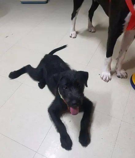 踩狗粮和水 除此之外性格都挺好的  但是普普通通长相确实很难被领养