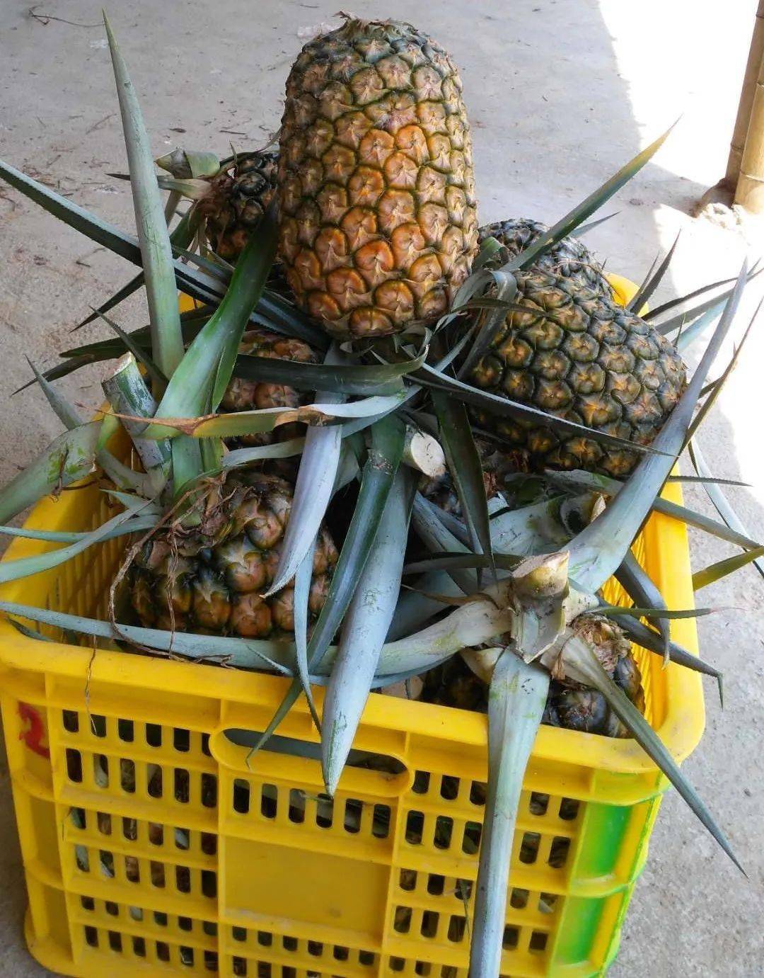 肇庆退伍军人焦桂森和他的双马菠萝