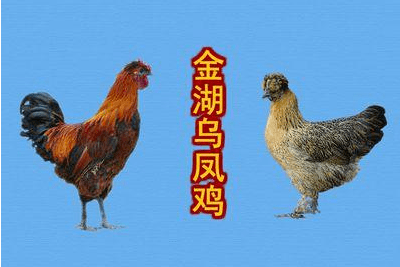【小康来敲门】助力脱贫增收,来看2位贫困户的3000只金湖乌凤鸡