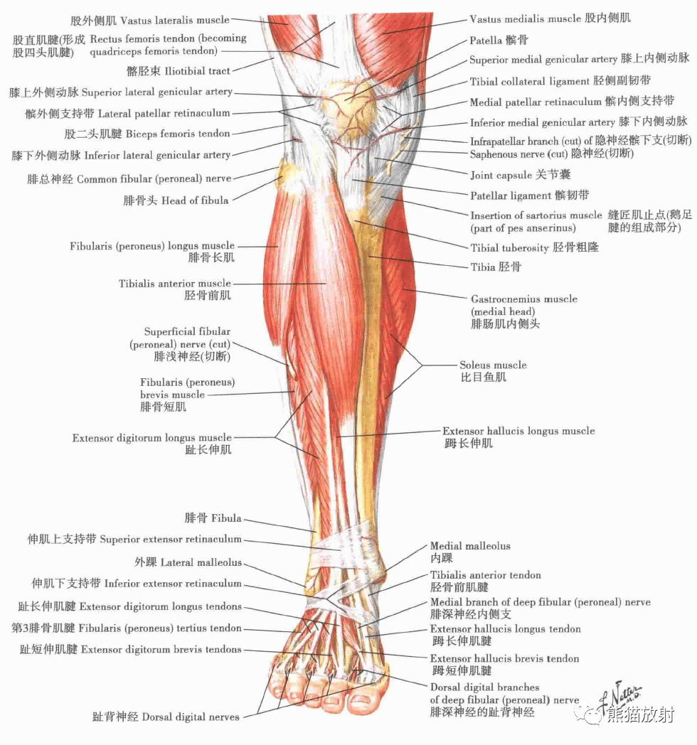 小腿解剖结构图图片