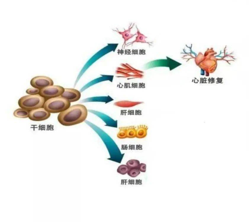 心脏4s店——干细胞治疗