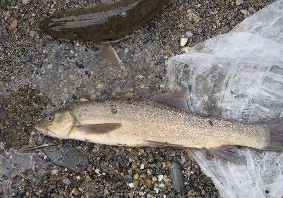 就是一根小金竹子,加一个自己制做的绕线轮,不用漂,钓法和用机杆一样