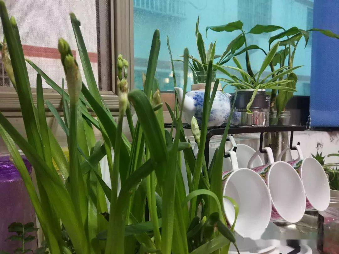 非常时期陈沫让我陪你花开一季伴你渡过非常时期