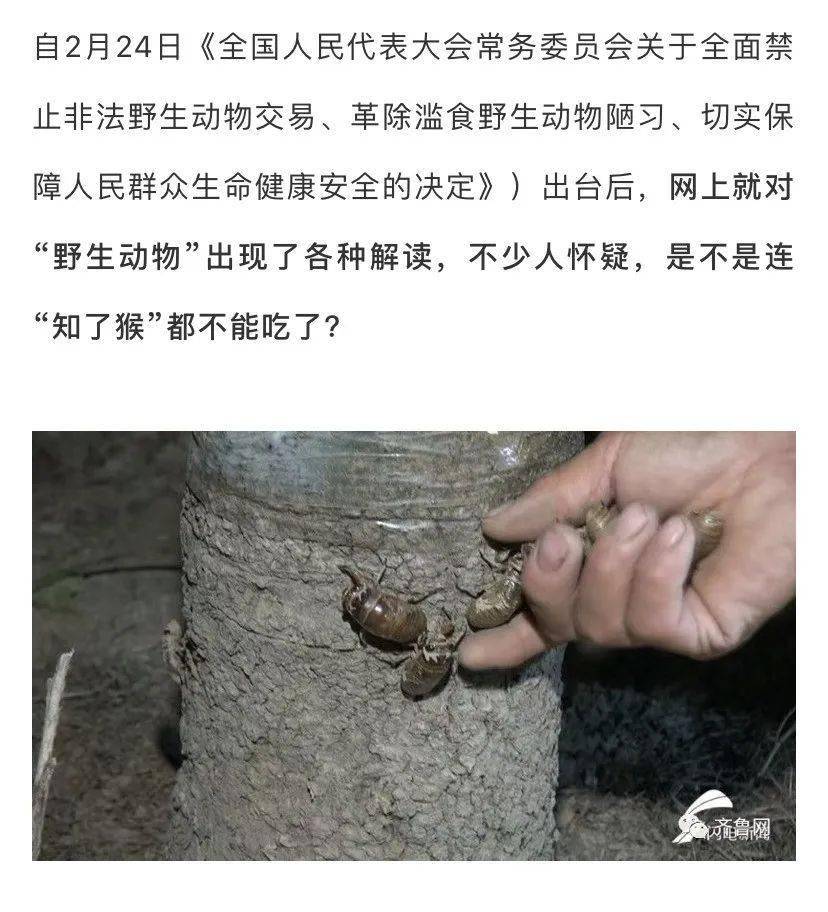 明確了知了猴螞蚱都不在禁食名單內