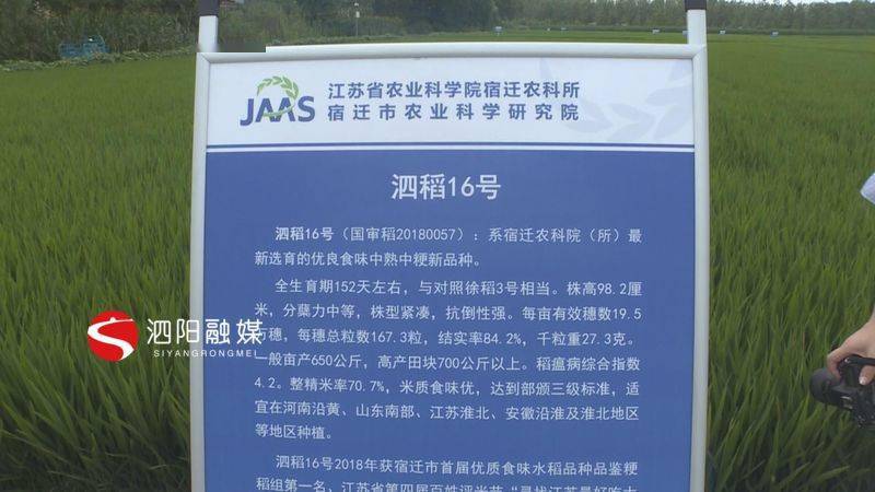 赵丽丽一行莅泗视察百亿级稻米产业发展情况