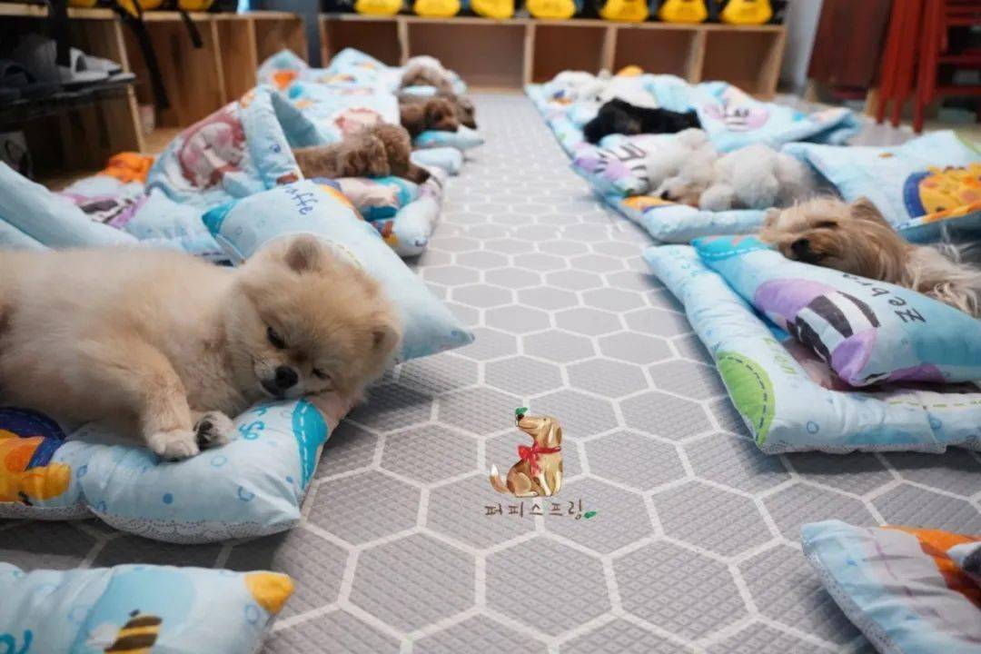 韩国狗狗幼稚园发新校服了,每只狗狗还有随身小包包,太可爱啦!_幼儿园