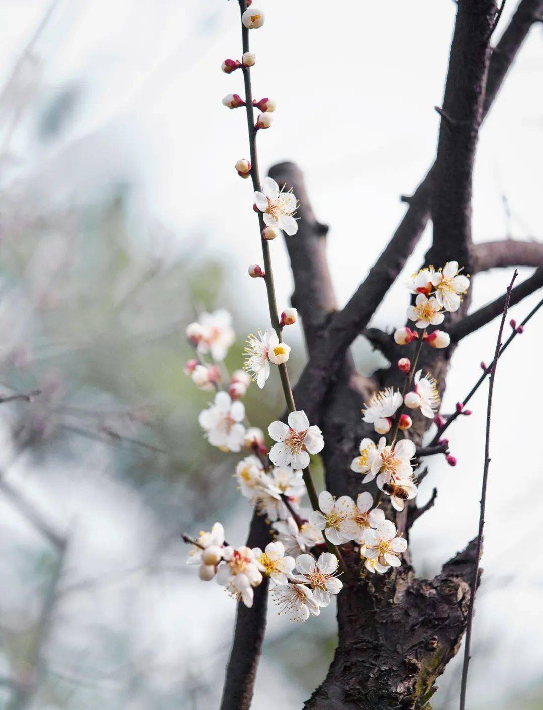 美图欣赏津门网张秋煌十里梅花香雪海
