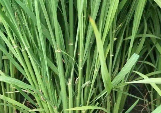 水稻幼穗分化期图片图片