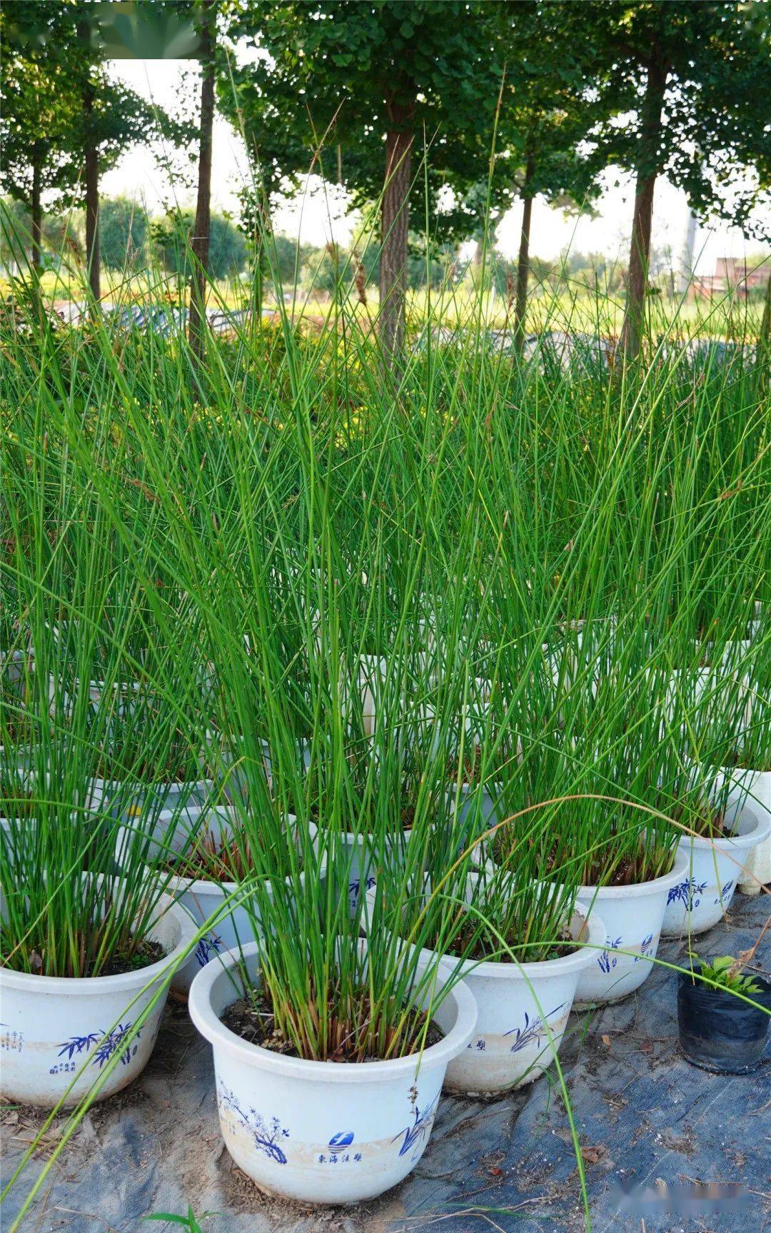 8月份花坛花境可应用花卉品种目录