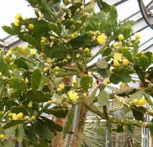 养着不开花的,大部分直接那样养,或者是用来嫁接蟹爪兰仙人球之类的