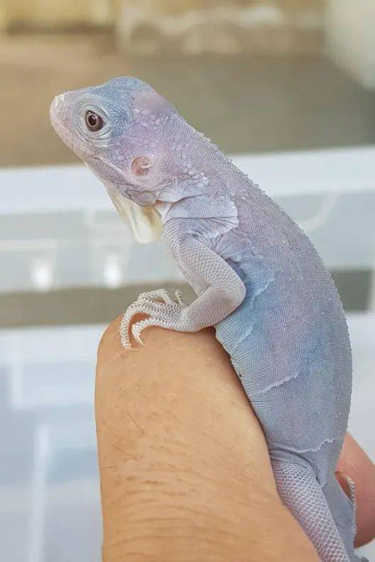 这种被称为"灭霸"的紫灰体色绿鬣蜥,到底是新基因还是新品系?