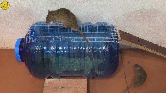 最佳老鼠陷阱桶装水桶捕鼠陷阱太有才了