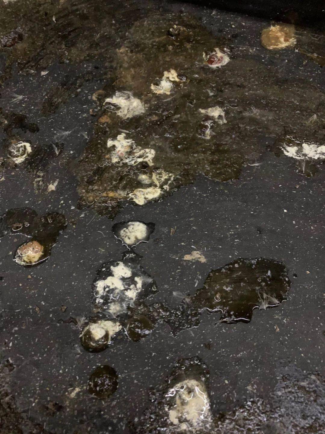 高温高湿要警惕鸡群肠毒综合症发作