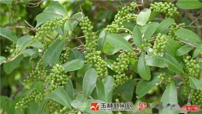 呈现出不同的生长态势,其中,在门前的一株树上挂满一串串的绿色果实