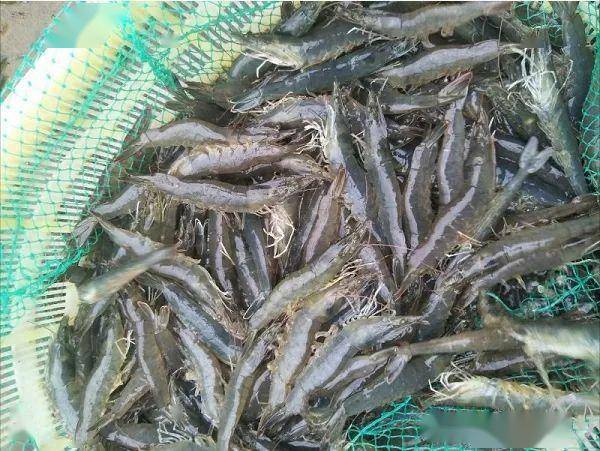 养虾小棚成了印钞机!90后100天赚超100万