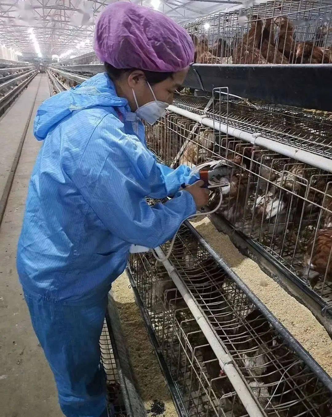 养鸡技术 | 入秋后加其蛋鸡饲养管理,提高产蛋率!