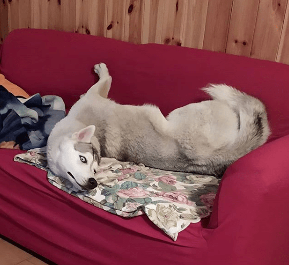 四仰八叉能有那么多的花样……都不知道一只狗睡觉,躺着的姿势